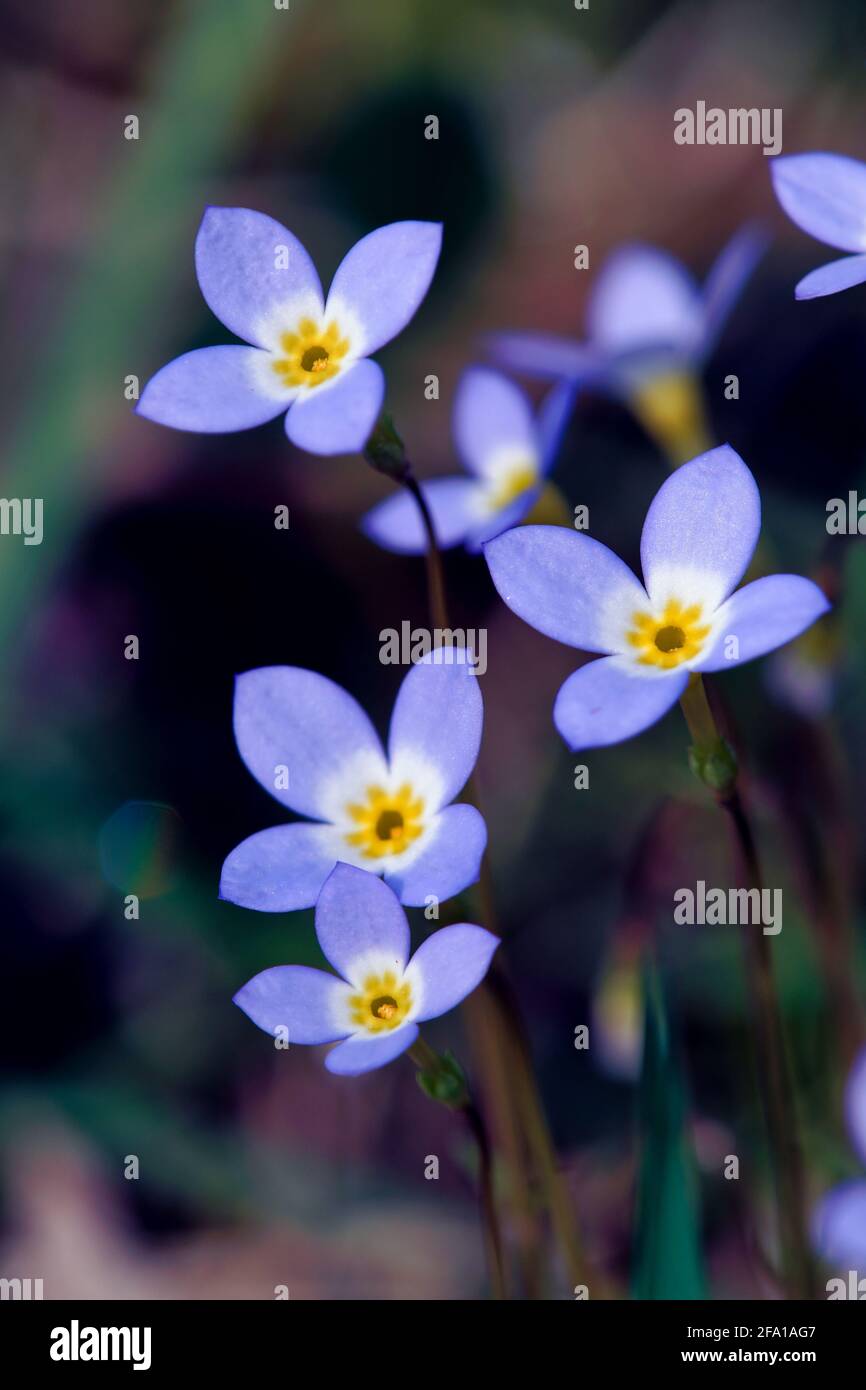 Fleurs bleu Banque D'Images