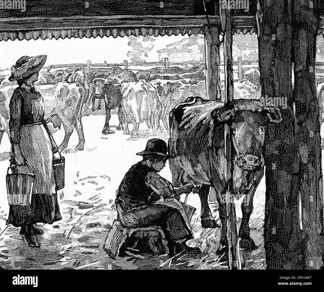 Gravure d'un producteur laitier qui traite une vache à la main, vers 1880 Banque D'Images