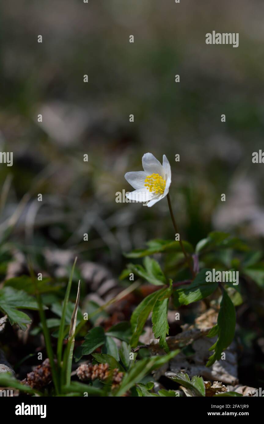 Anémone de bois, fleur sauvage blanche du début du printemps dans la  nature. Petite fleur blanche à l'extérieur Photo Stock - Alamy