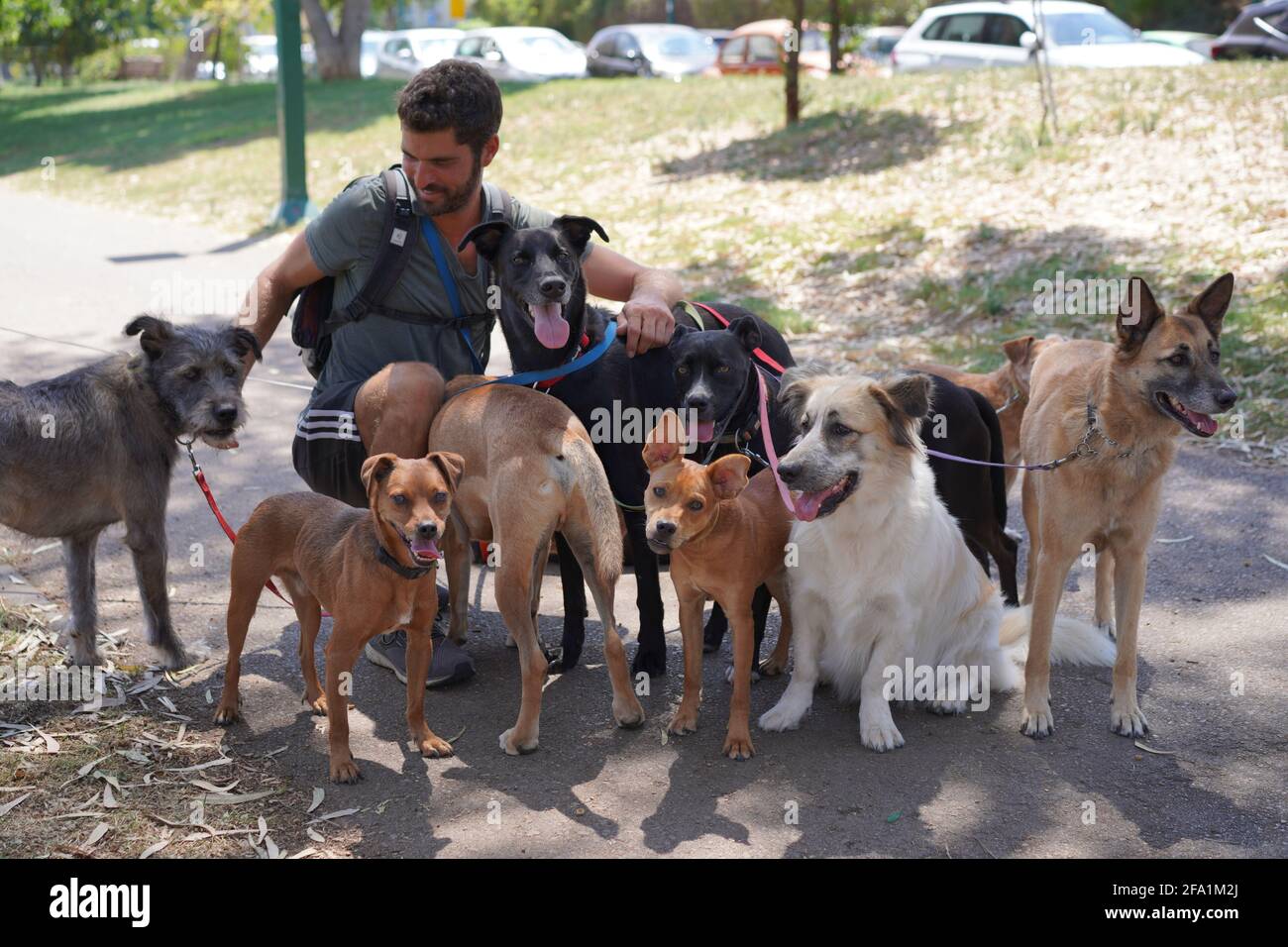 Marcheur de chiens marchant un paquet de chiens dans le parc Banque D'Images