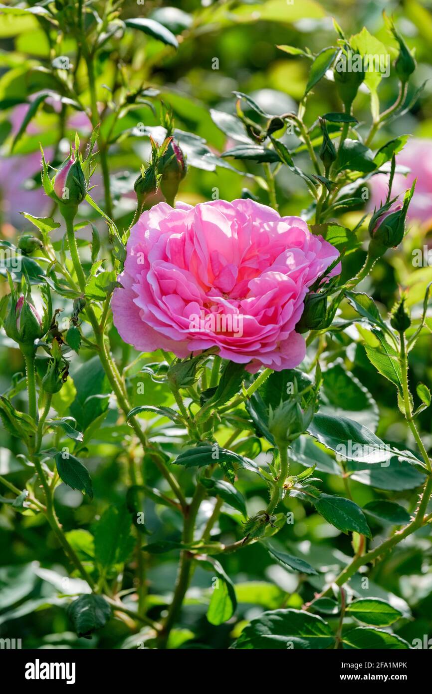 Rosa Hyde Hall = 'Ausbosky'. Très grand arbuste, rose moyen, fleurs de rosette Banque D'Images