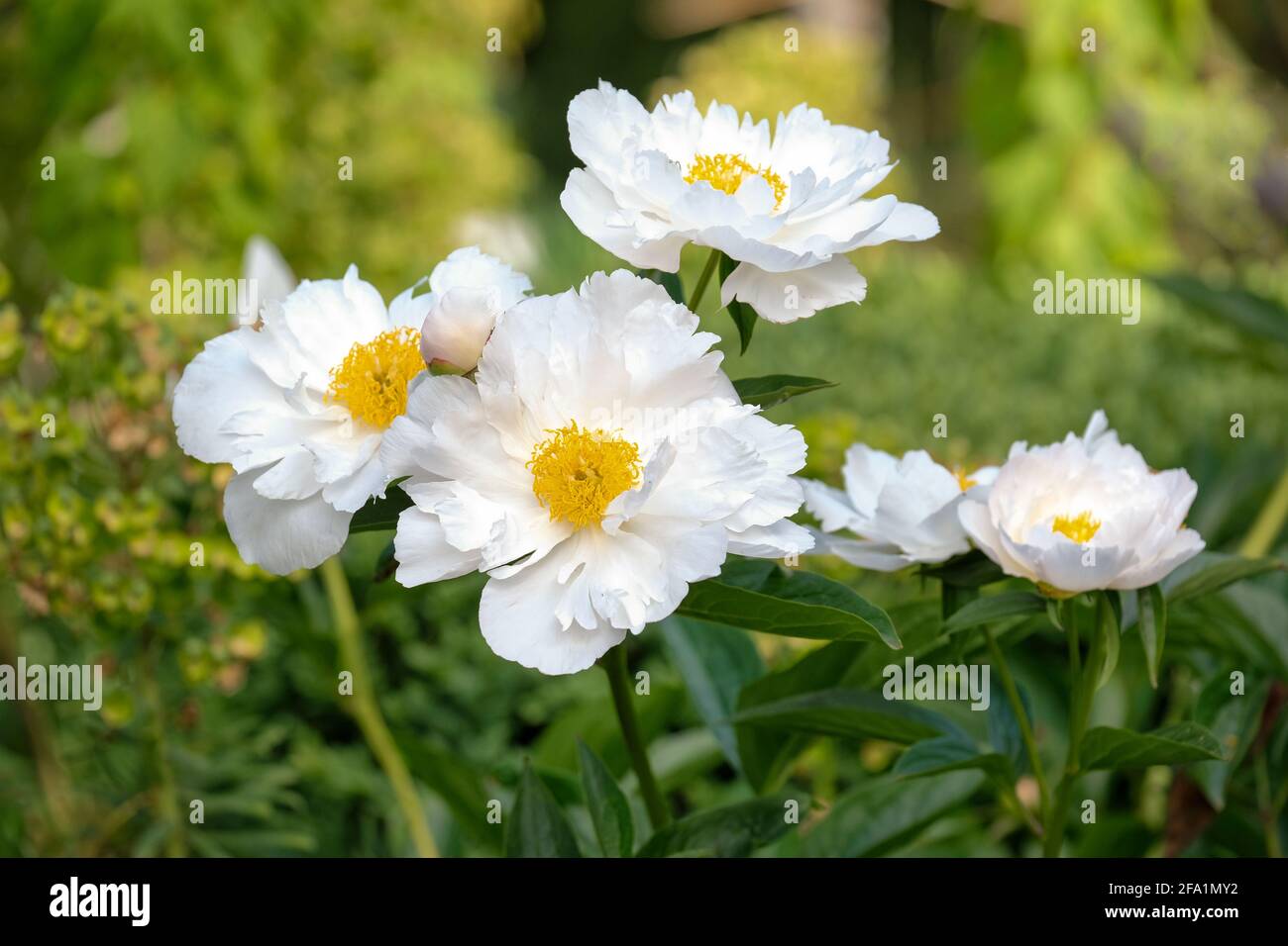 Paeonia × suffruticosa 'Godaishu'. Pivoine d'arbre 'Godaishu'. Pivoine de Mouton 'Godaishu'. Fleurs blanches semi-doubles Banque D'Images