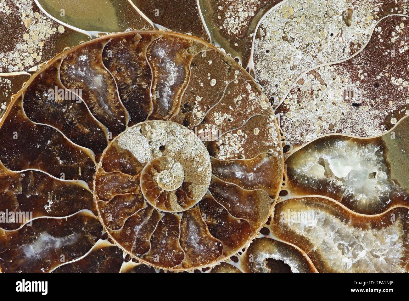 Il s'agit de mollusques fossiles préhistoriques appelé ammonite, une espèce d'animal marin. Banque D'Images