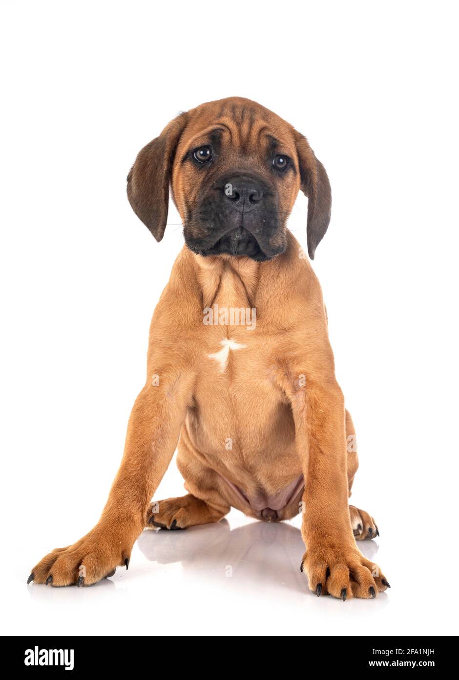 Chiot mastiff italien in front of white background Banque D'Images