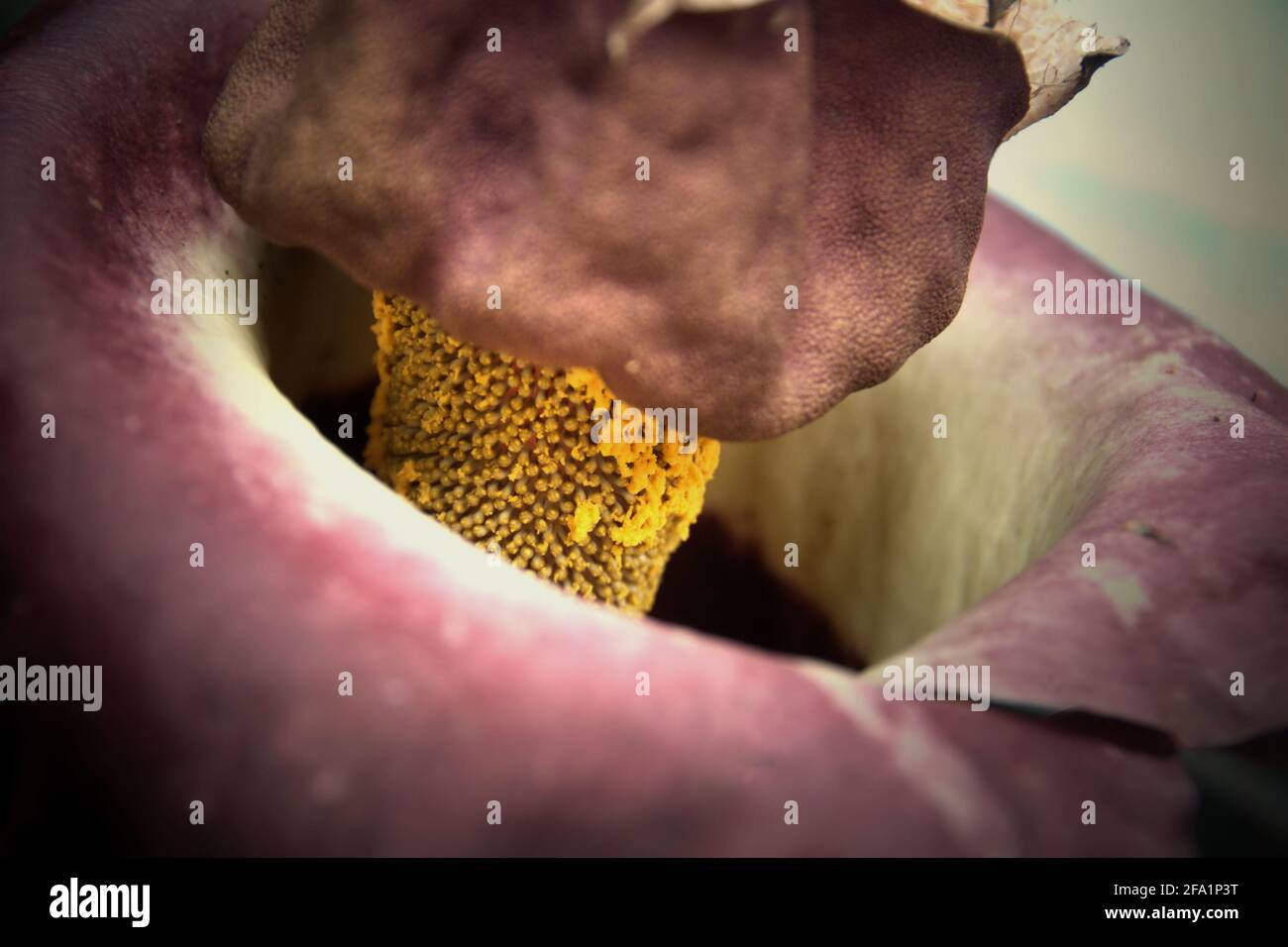 Amorphophallus phaeniifolius d'origine Java Centrale se bloquant au jardin botanique de Bogor, à Bogor, Java Ouest, Indonésie. Banque D'Images