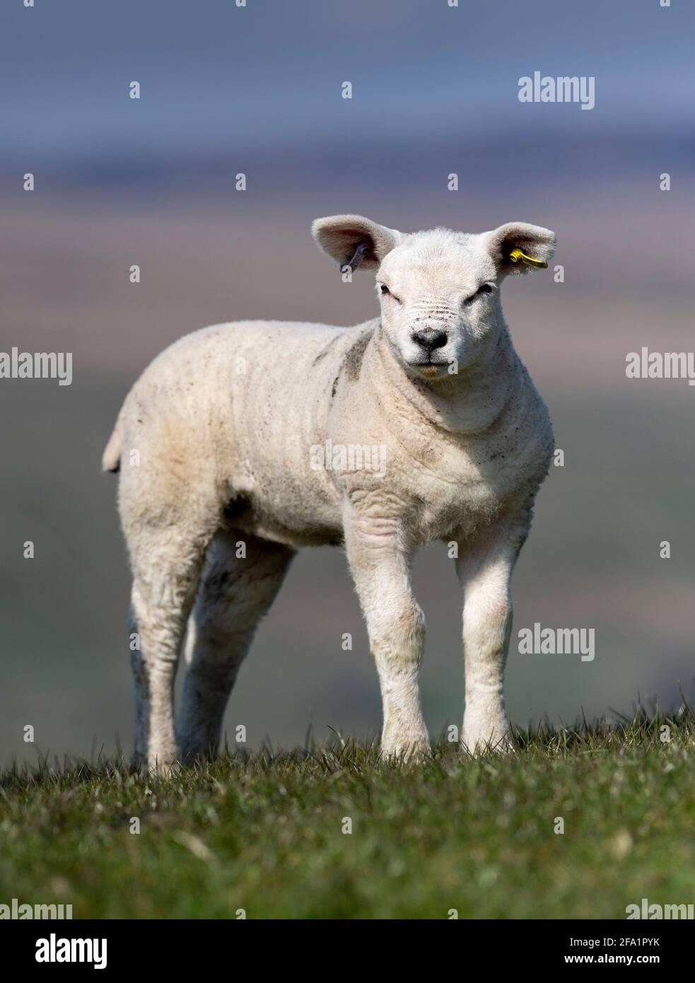 Le jeune Texel s'agneaux sur l'herbe dans les Yorkshire Dales près de Hawes, dans le North Yorkshire, au Royaume-Uni. Banque D'Images