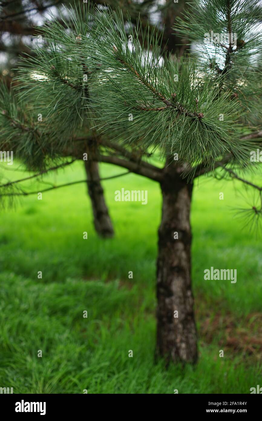 Forêt de printemps avec pins et herbe verte. Banque D'Images
