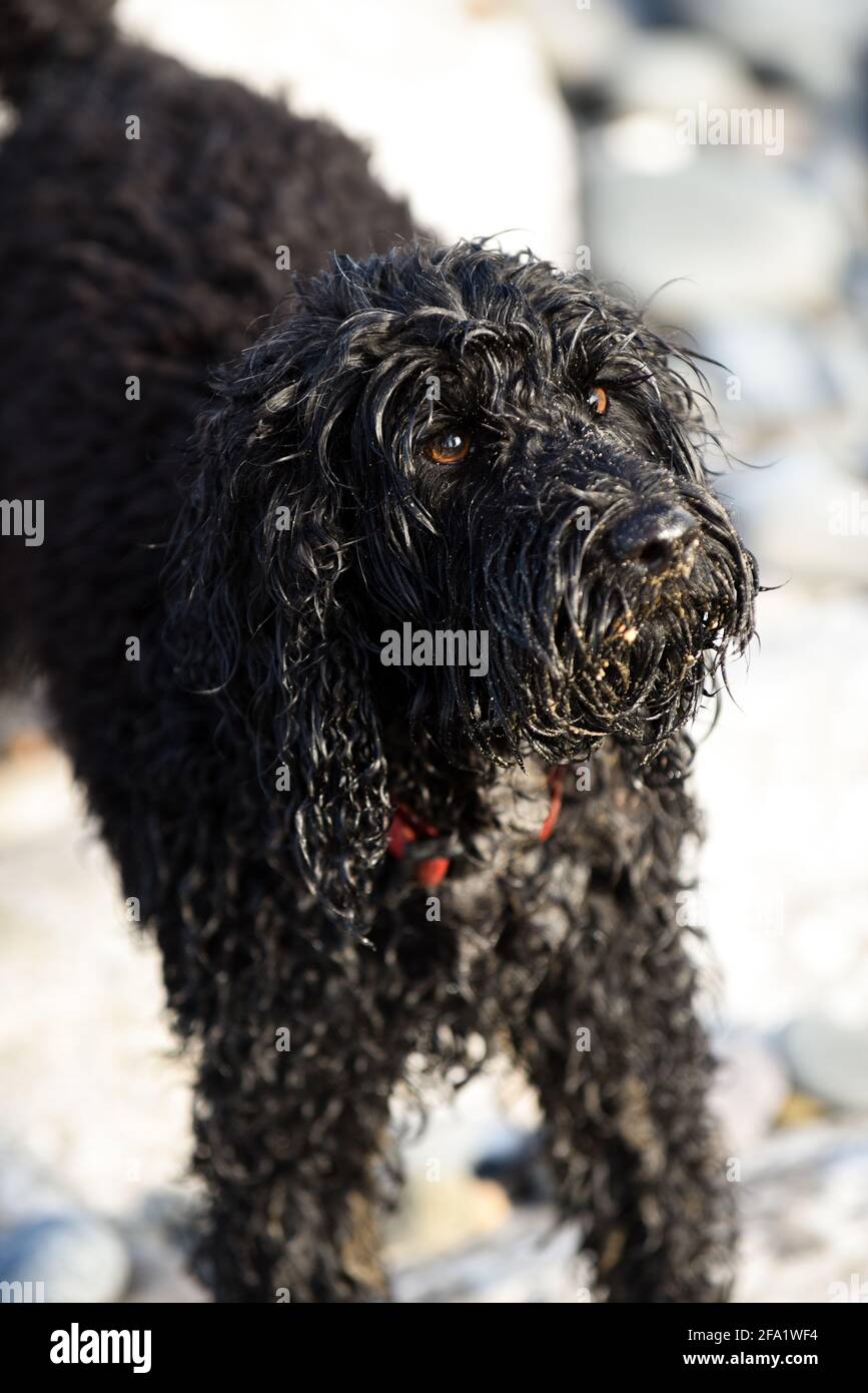 Le joli chien noir de la plage est mouillé de jouer dans la mer Banque D'Images