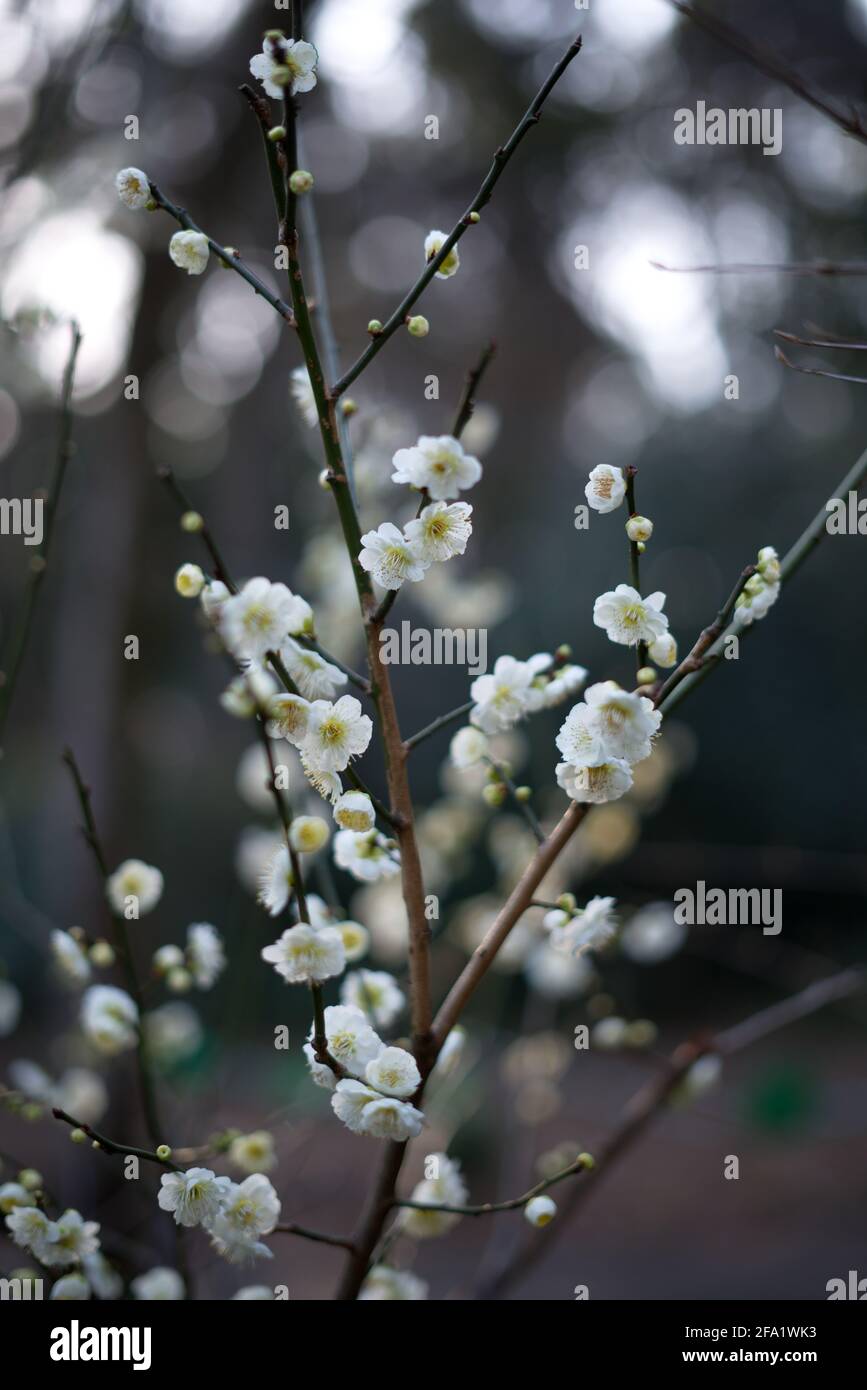 Les plus belles fleurs de Sakura ou de cerisier qui fleurissent à la fin de l'hiver, ou au début du printemps à travers le Japon. Banque D'Images