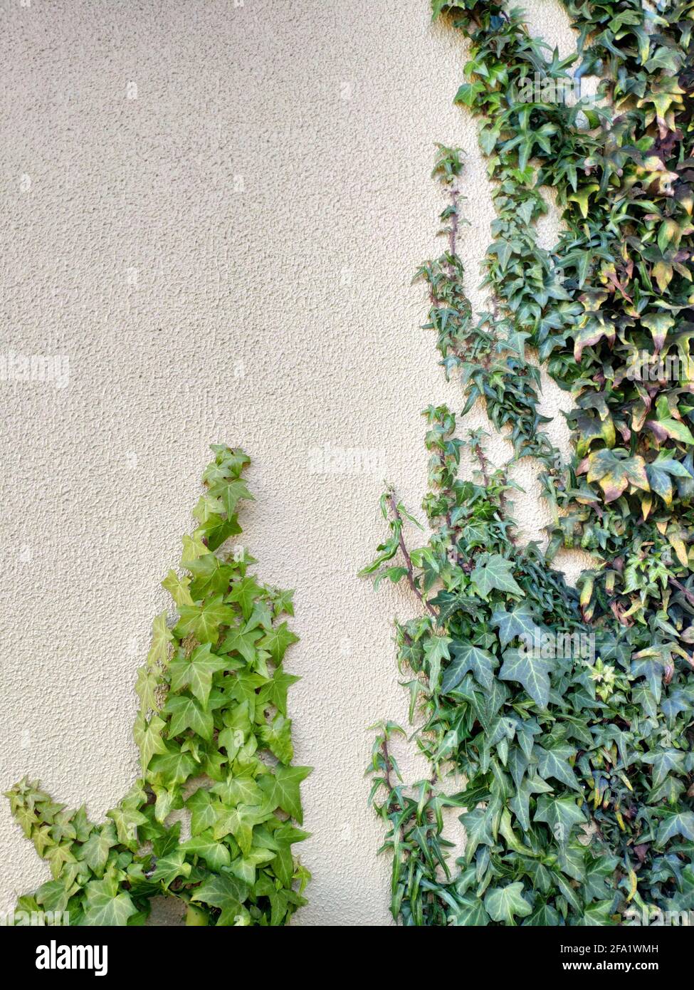 Le mur blanc avec l'arrière-groupe Ivy for nature. Lumière naturelle le matin. Banque D'Images