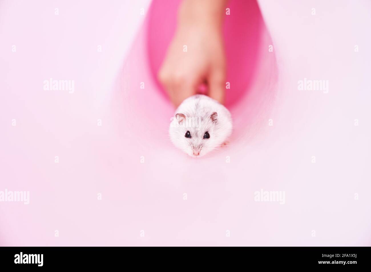 Hamster gris dzungarien tube sur fond rose. Le hamster s'éloigne de l'enfant. Photo de haute qualité Banque D'Images