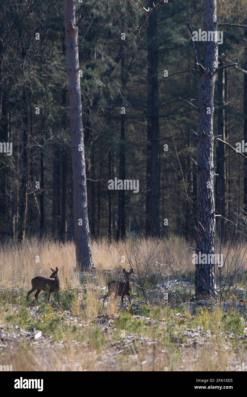 deux chevreuils dans la forêt du début du printemps avec des oreilles piquées Banque D'Images