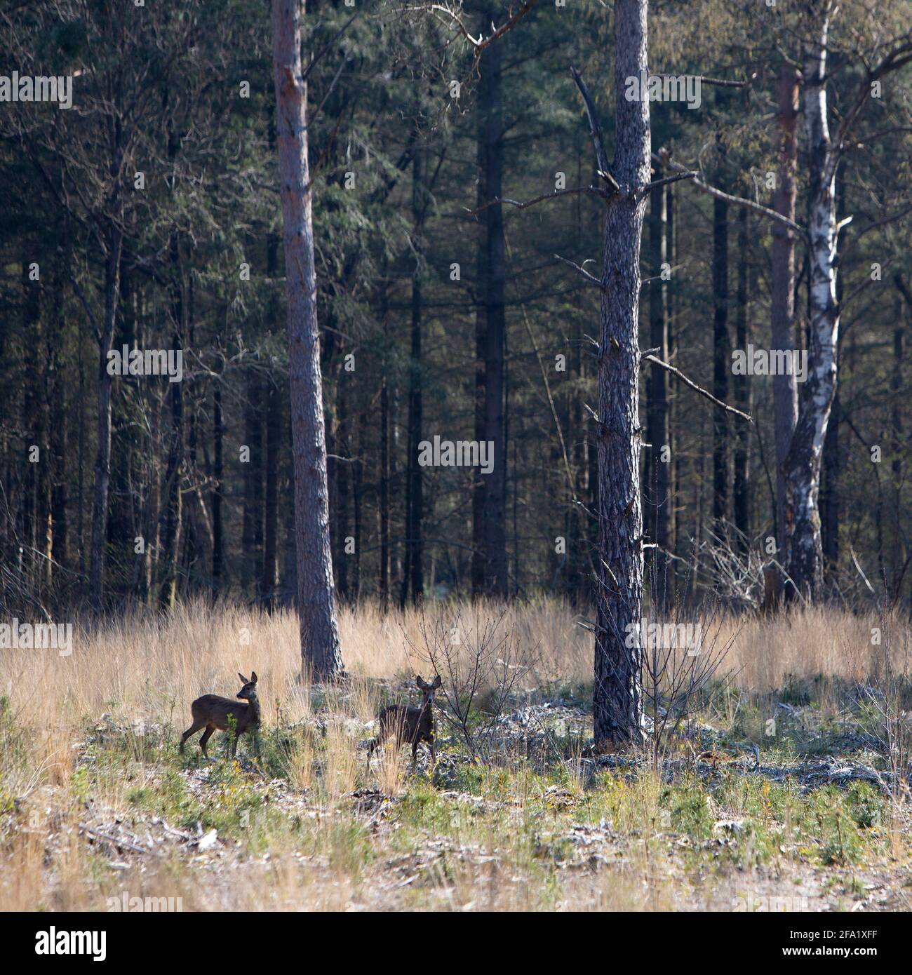 deux chevreuils dans la forêt du début du printemps avec des oreilles piquées Banque D'Images