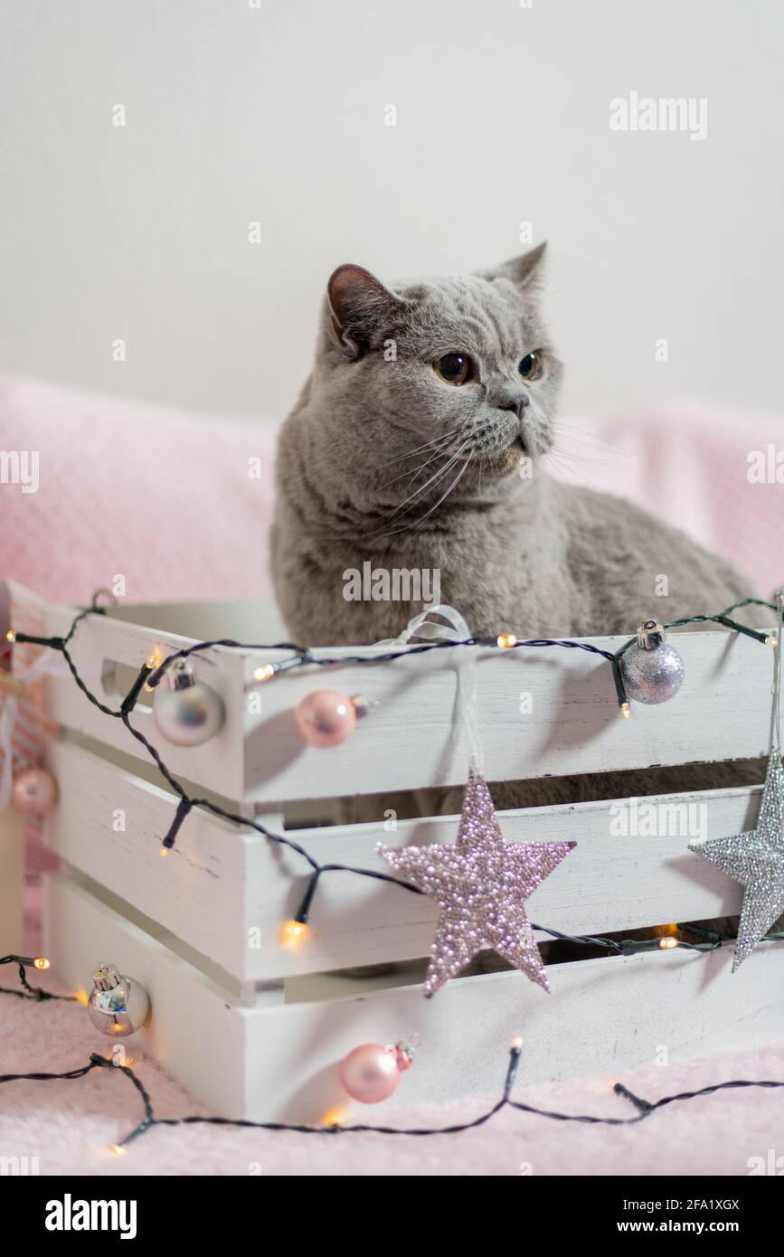 Joli petit chat britannique gris dans une boîte cadeau de Noël. Chat comme cadeau, l'humeur de Noël. Banque D'Images