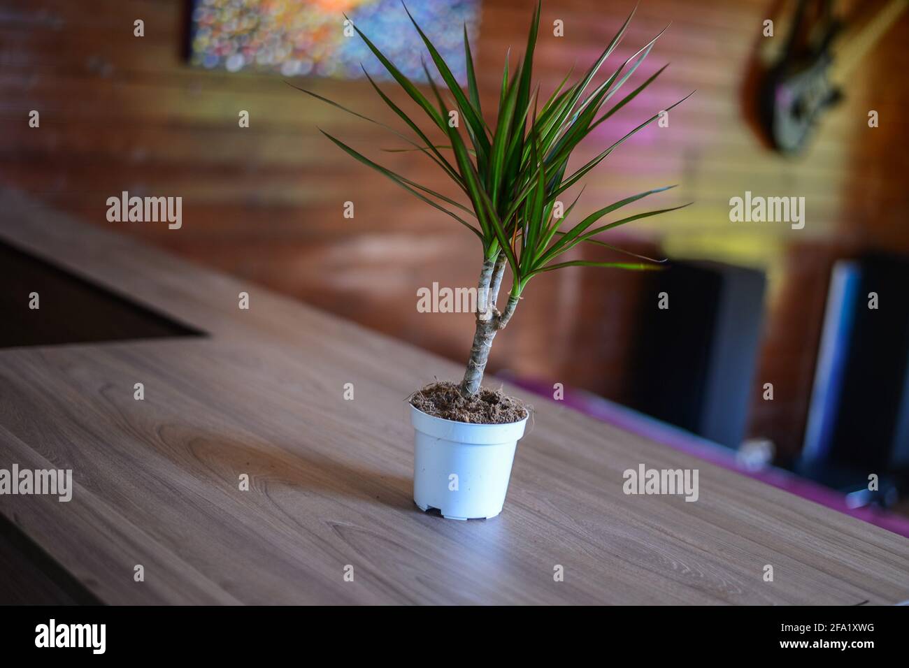Dracaena dans un pot sur la table dans la chambre, une fleur dans le pot  blanc dans la chambre. Photo de haute qualité Photo Stock - Alamy