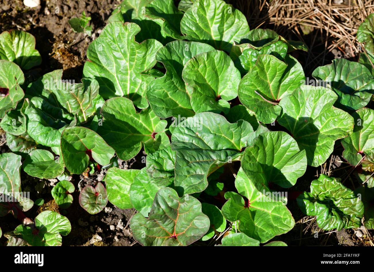 Rhubarb plante sur un jardin. Autriche, Europe Banque D'Images