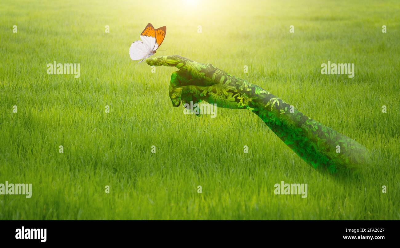 Main verte tenant beau papillon dans le champ vert.nature concept. Banque D'Images