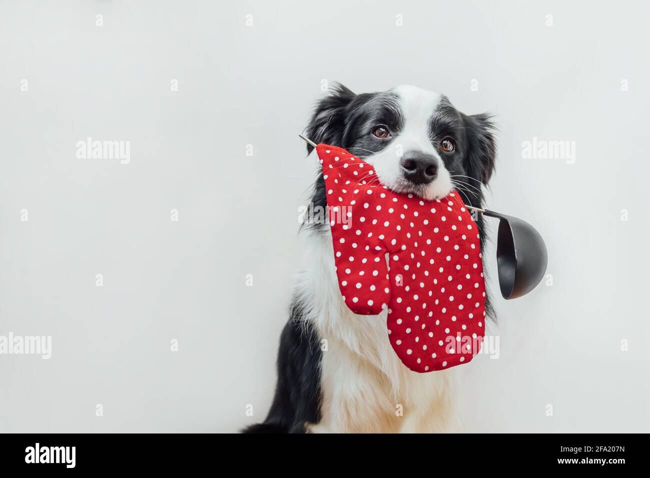 Drôle mignon chien chiot bordure collie tenant cuisine cuillère louche porte-pot dans la bouche isolé sur fond blanc. Dîner de cuisine avec chien de chef. Foo fait maison Banque D'Images