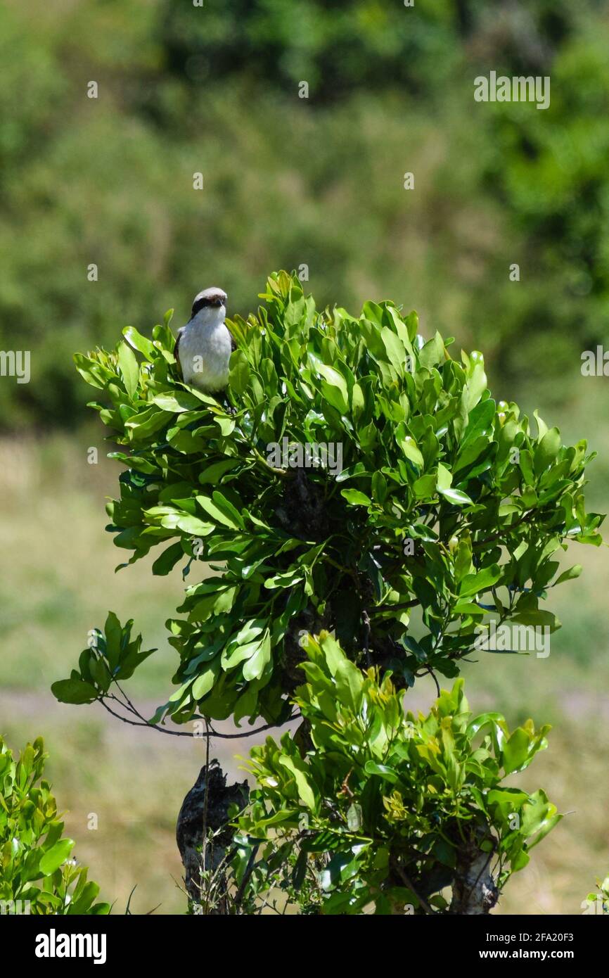 vue de l'eurocephale de rüppell sur une branche d'arbre Banque D'Images