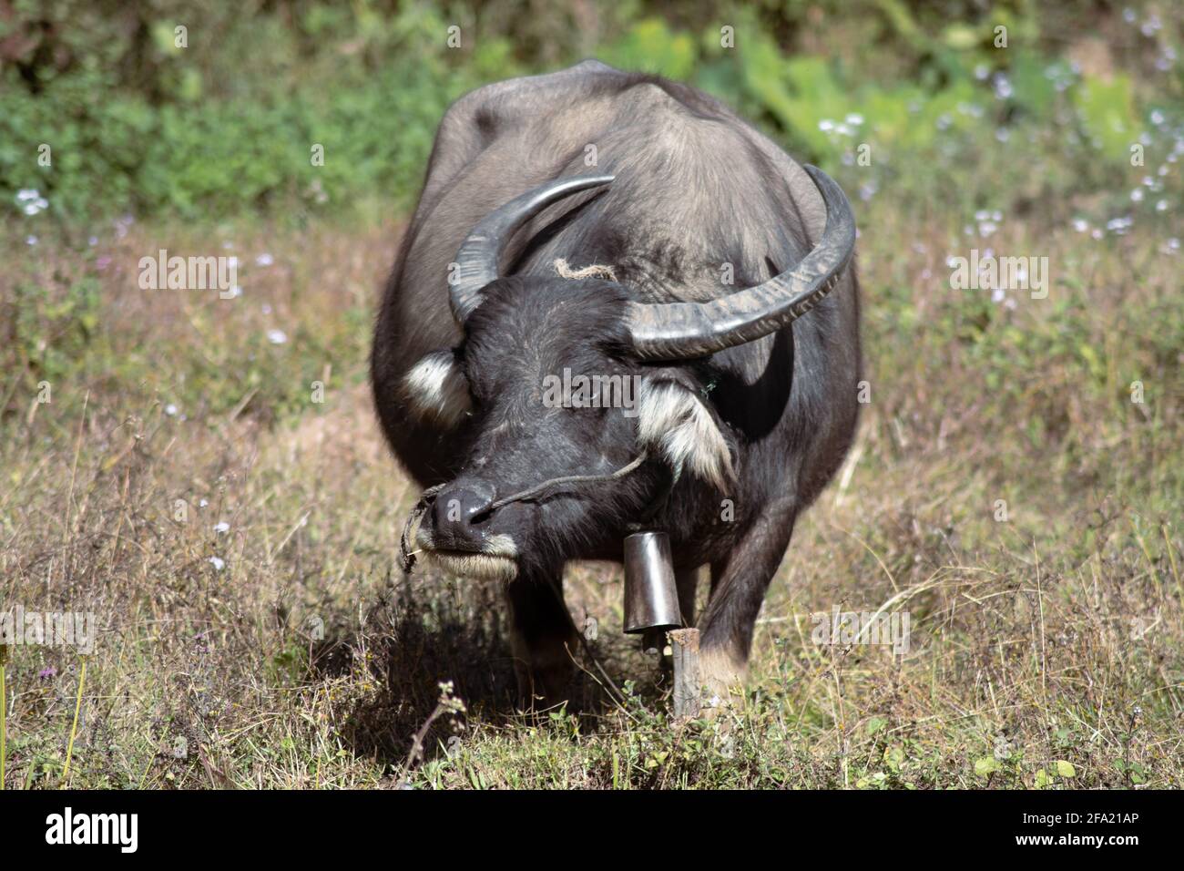 Un buffle noir et brun debout alonw i un champ d'herbe sec entre Kalaw et Inle Lake, Myanmar Banque D'Images