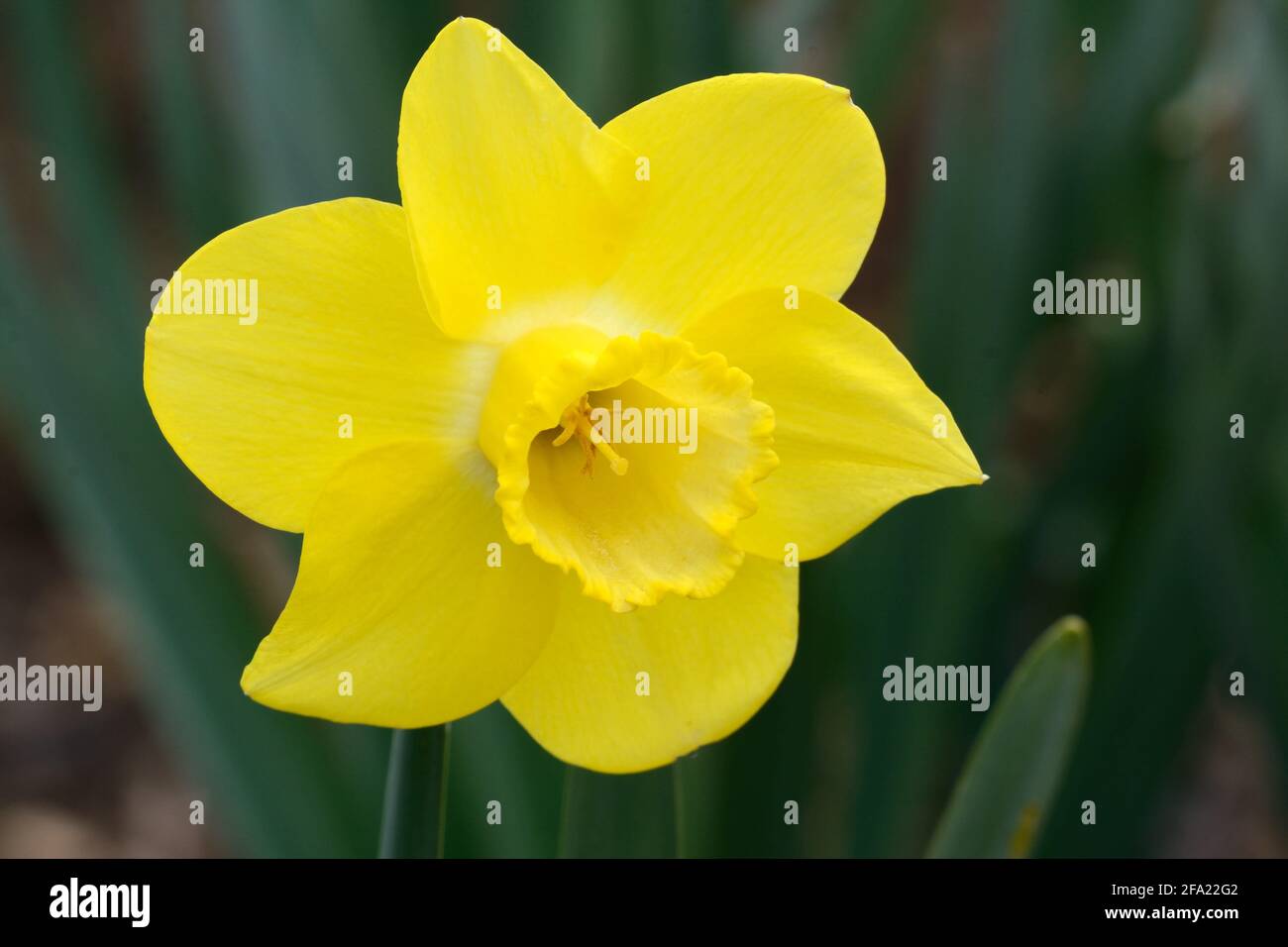 Narcisse Neon trompette jonquille Daffodil fleur de néon Banque D'Images