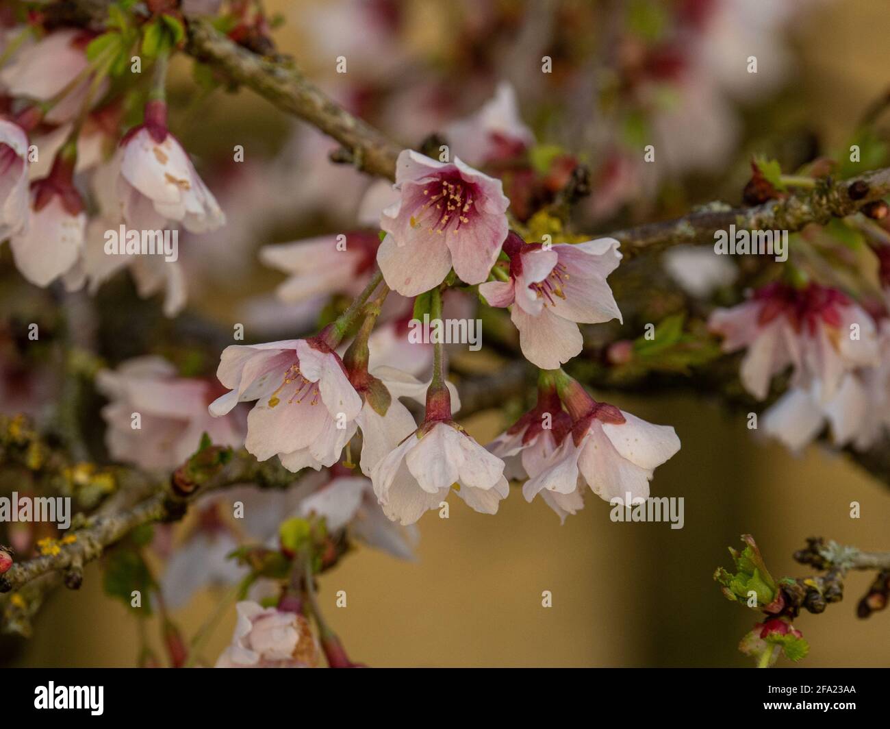 Un gros plan des délicates fleurs rose pâle de Prunus incisa 'Kojo-no-Mai' Banque D'Images