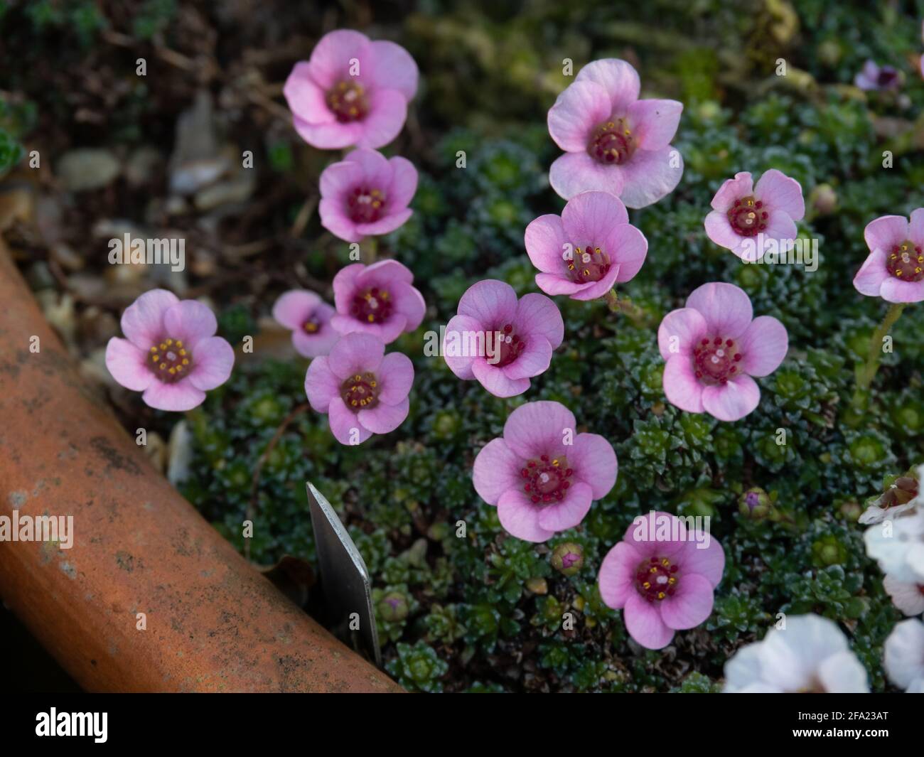 Une plante de la kabschia saxifrage Cranbourne croissant dans un terre cuite et montrant les fleurs rose pâle Banque D'Images