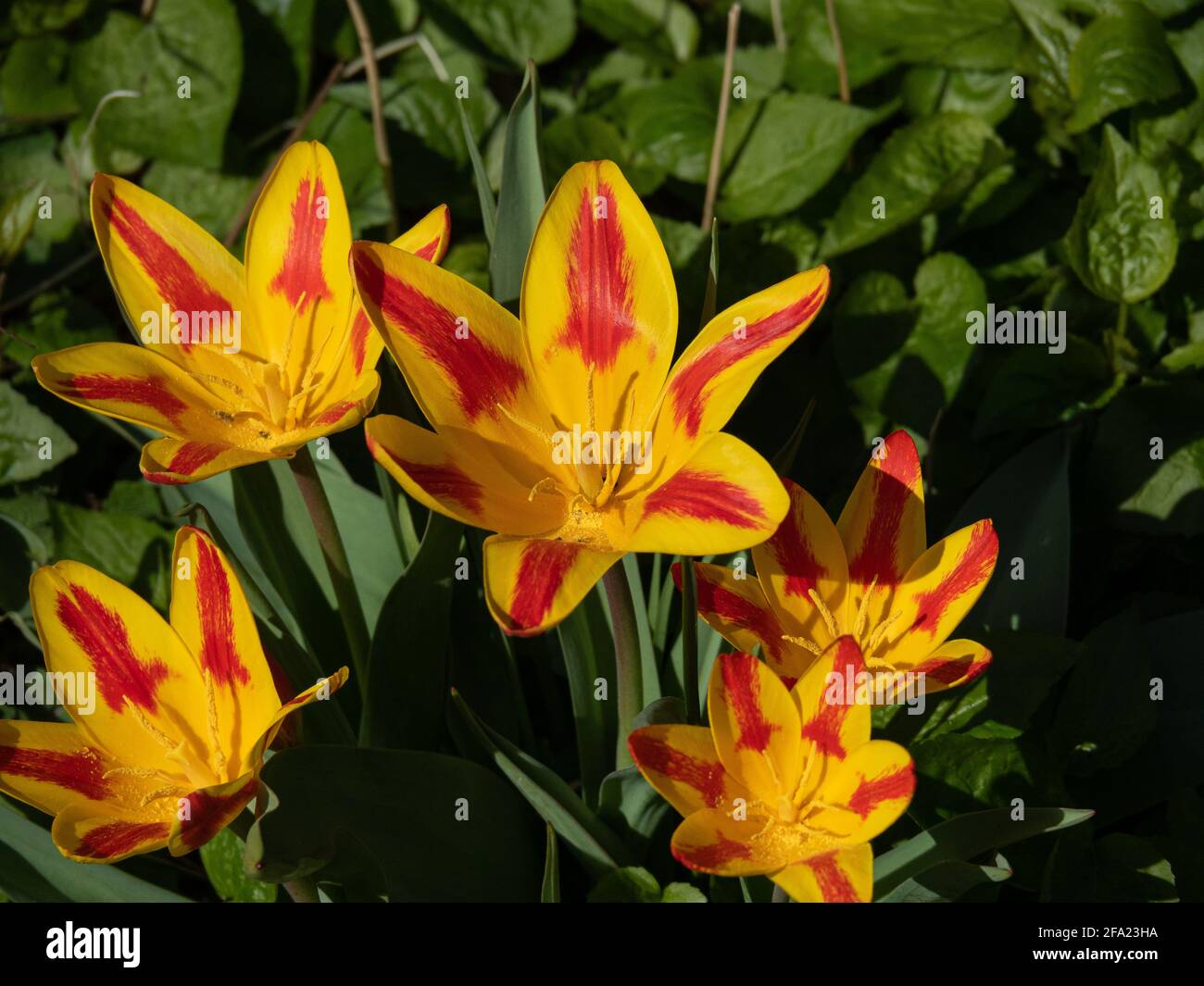 Un petit groupe de fleurs rouges rayées jaunes de Tulipe drapeau espagnol Banque D'Images