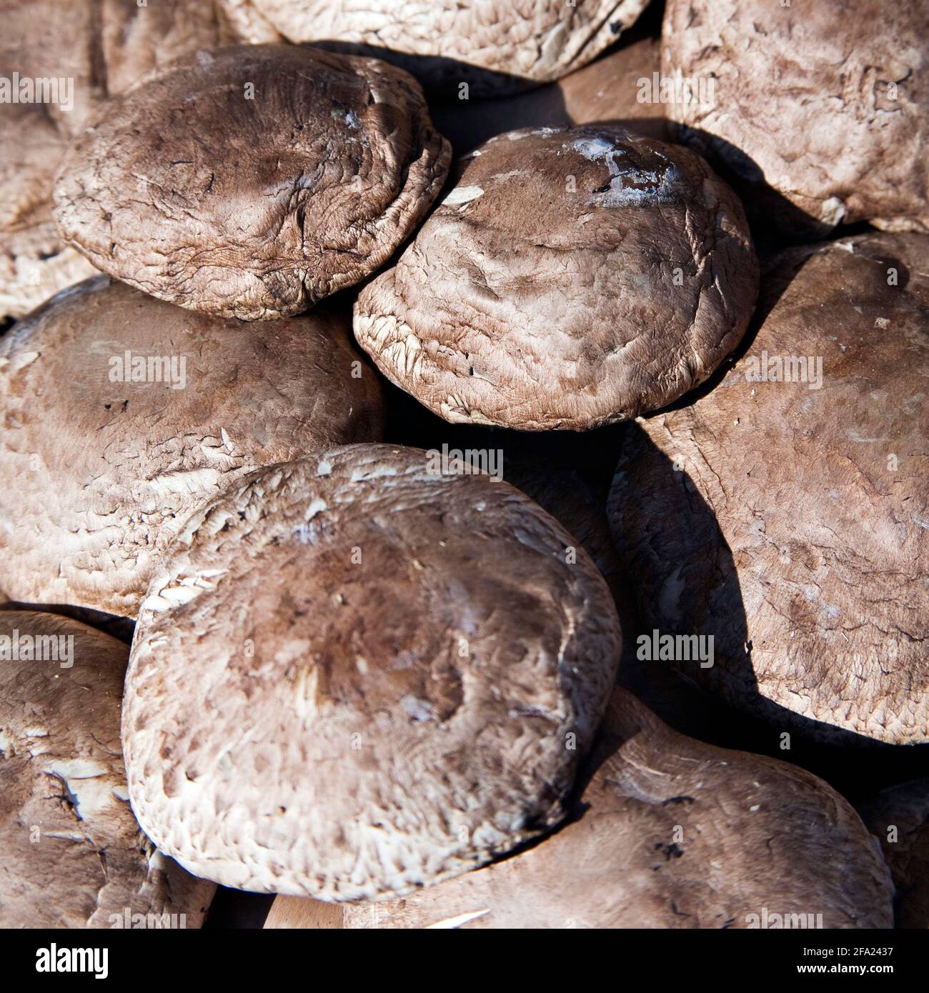 Champignon cultivé (Agaricus hortensis), corps de fructification du champignon Portobello Banque D'Images