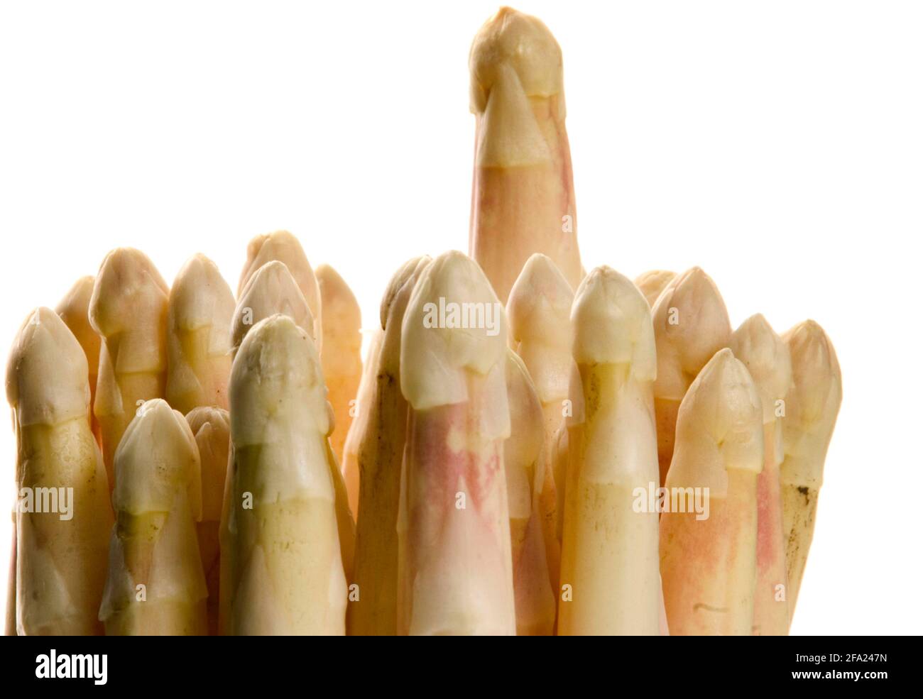 Asperges de jardin, Sparrow Gras, asperges sauvages (Asparagus officinalis), pointes d'asperges Banque D'Images