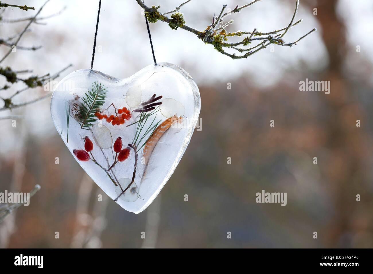 coeur fait de glace avec des matériaux naturels clos tels que les hanches roses, les brindilles, la plume, les baies de rowan, la feuille d'argent , Allemagne Banque D'Images