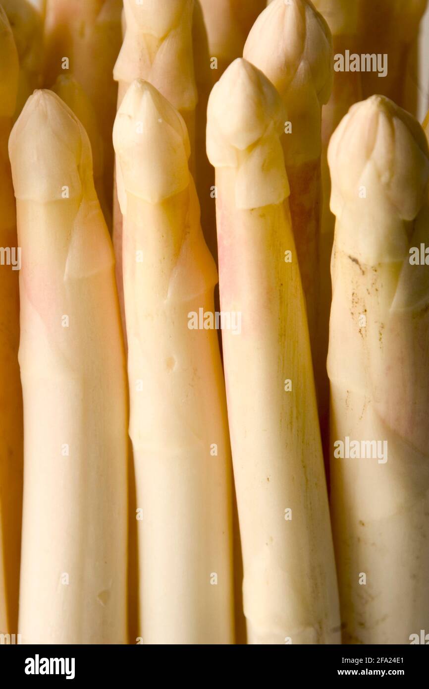 Asperges de jardin, Sparrow Gras, asperges sauvages (Asparagus officinalis), pointes d'asperges Banque D'Images