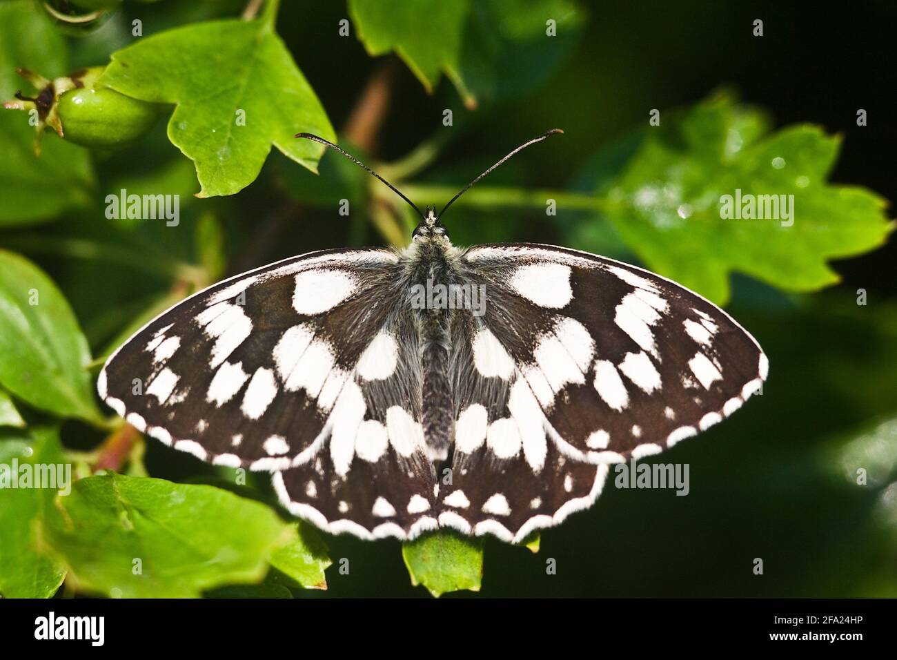 Blanc marbré (Melanargia galathea), femelle assise sur une feuille, vue d'en haut, Autriche Banque D'Images