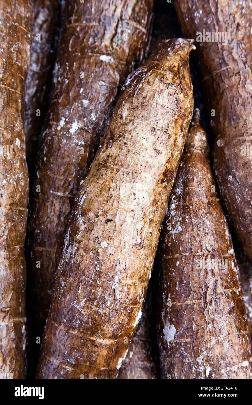 Manioc, manioc, Tapioc, tapioca (Manihot esculenta), manioc (kasave), tubercules Banque D'Images