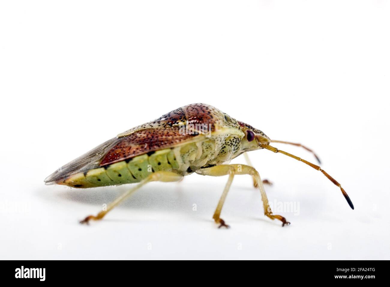 Insecte parent, insecte mère (Elasmucha grisea), vue latérale, découpe, Autriche Banque D'Images