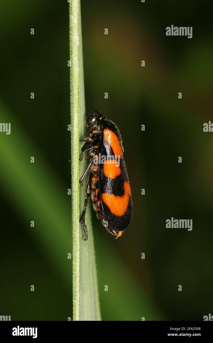 Le Froghopper rouge et noir (Cercovis vulnerata, Cercovis sanguinea), se trouve sur une feuille, en Autriche Banque D'Images