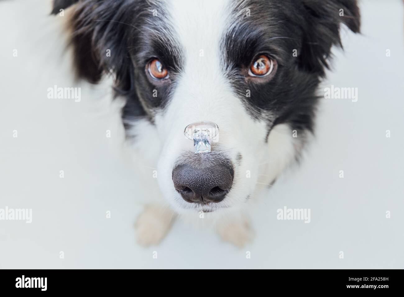 Vous me marierez. Portrait amusant de joli chien de chiot bordure collie tenant l'anneau de mariage sur le nez isolé sur fond blanc. Engagement mariage propo Banque D'Images