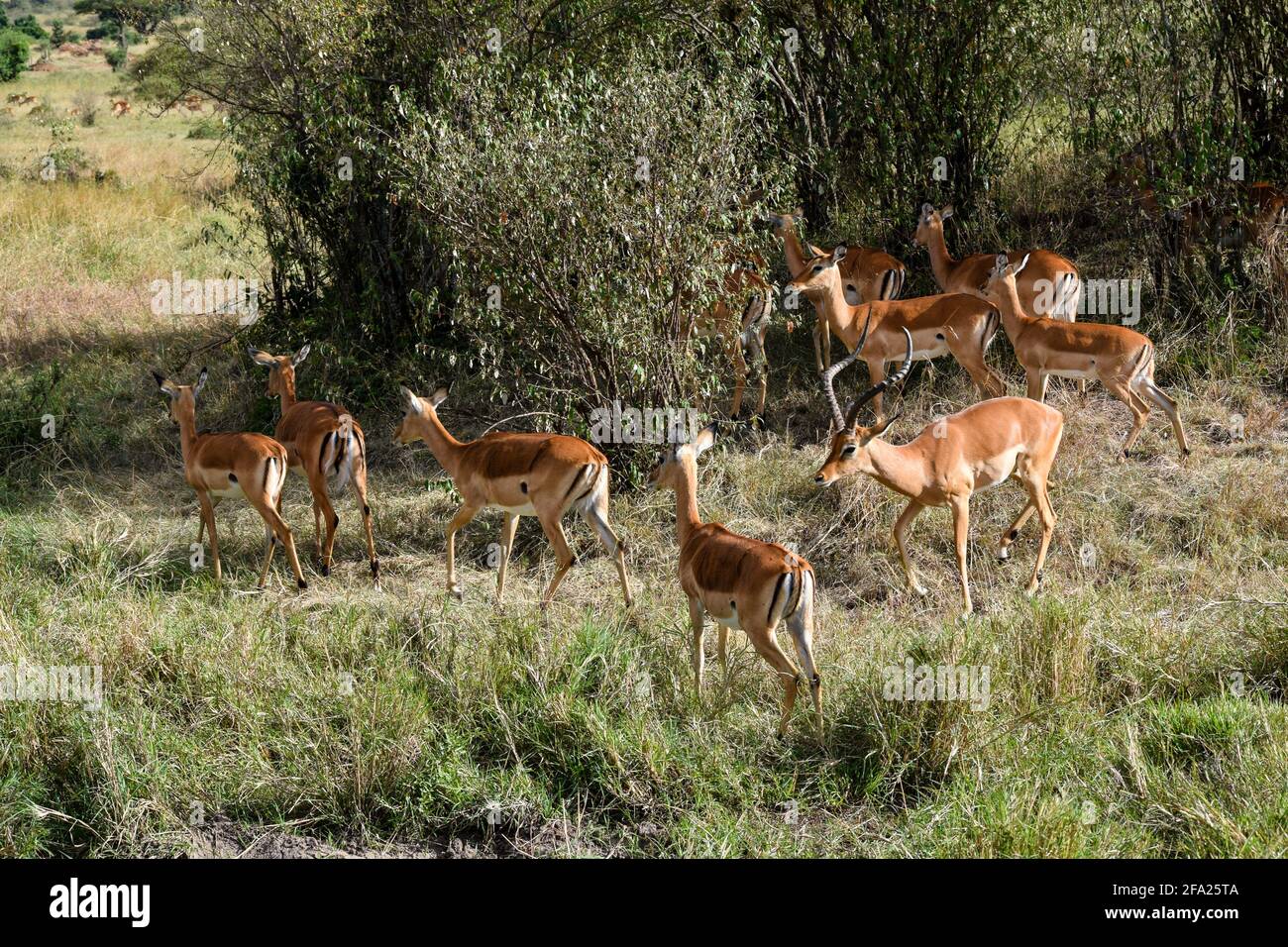 groupe de gazelles de tomson dans la savane Banque D'Images