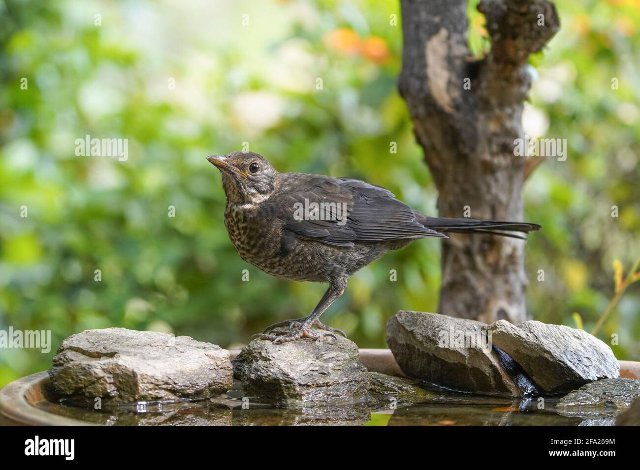 Jeune blackbird (Turdus merula), va boire dans un jardin. Espagne. Banque D'Images
