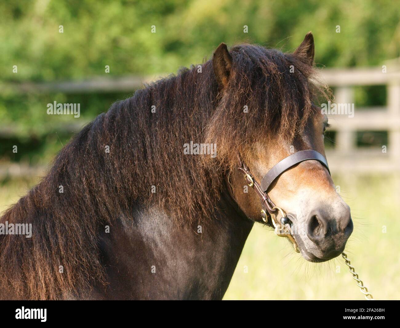 Une tête d'un étalon d'Exmoor en bride d'étalon. Banque D'Images