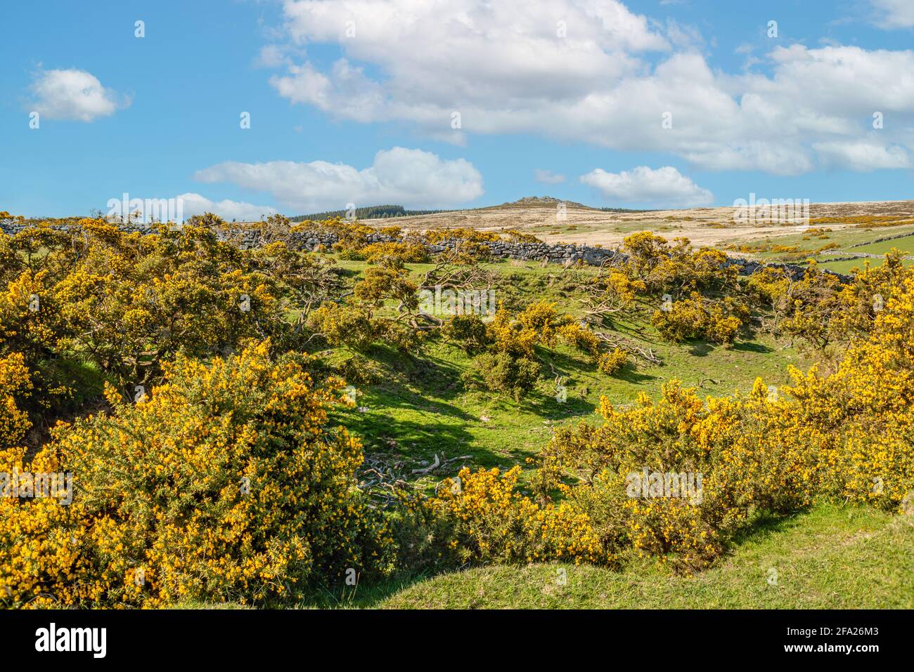 La Gorse jaune fleurit dans un paysage pittoresque du parc national de Dartmoor, Devon, Angleterre, Royaume-Uni Banque D'Images