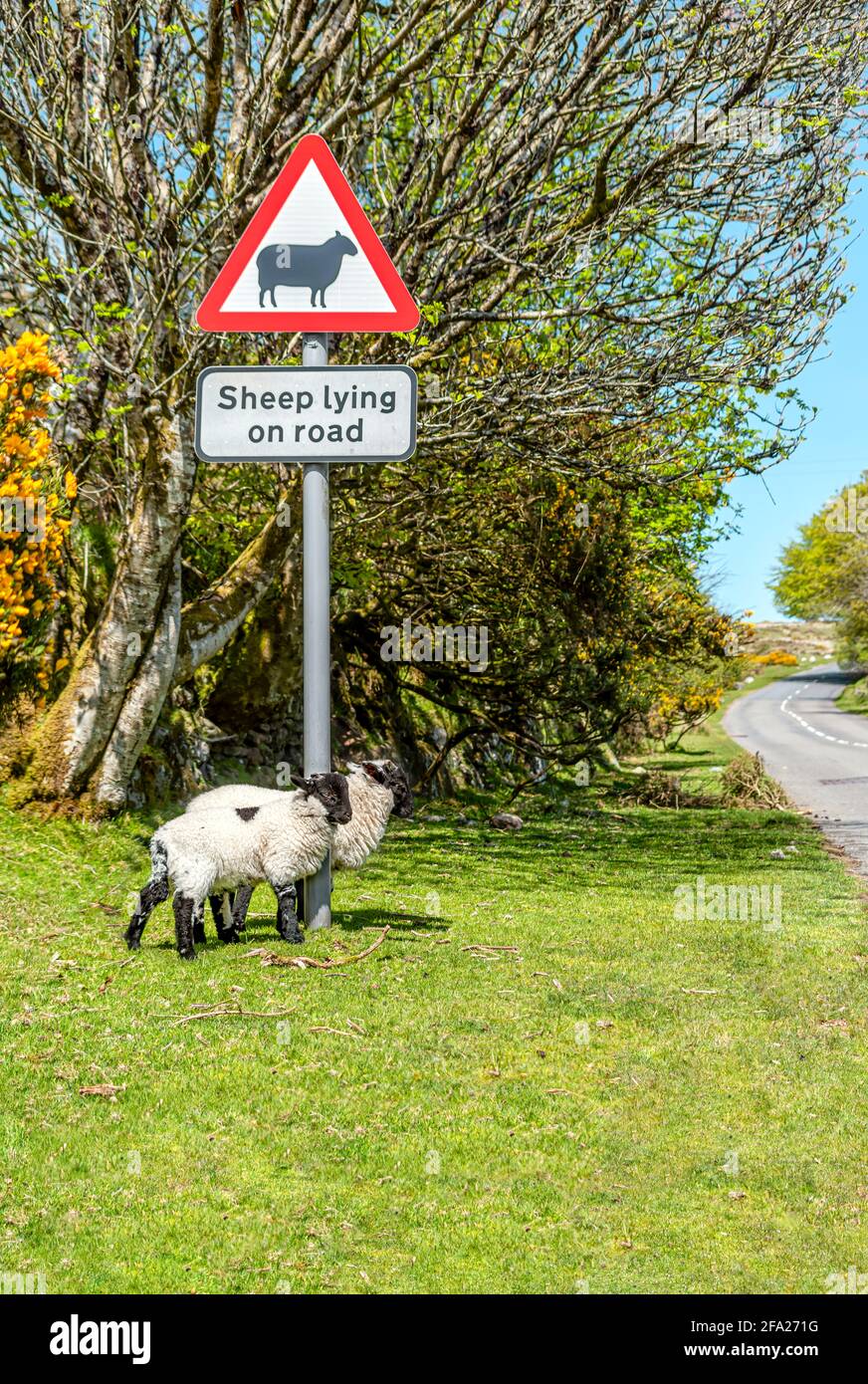 Blackface Sheep debout sous un panneau de rue avertissant des moutons dans la rue, parc national de Dartmoor, Devon, Angleterre, Royaume-Uni Banque D'Images