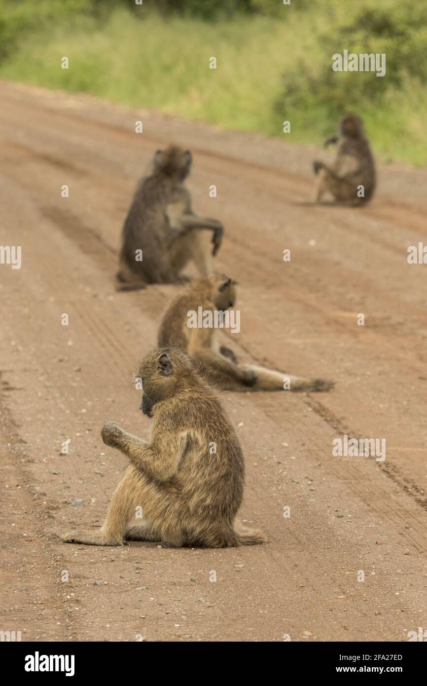 Barrage routier, UNE troupe de babouins de Chacma assis dans la route de terre et se toilettant eux-mêmes, le parc national Kruger. Banque D'Images