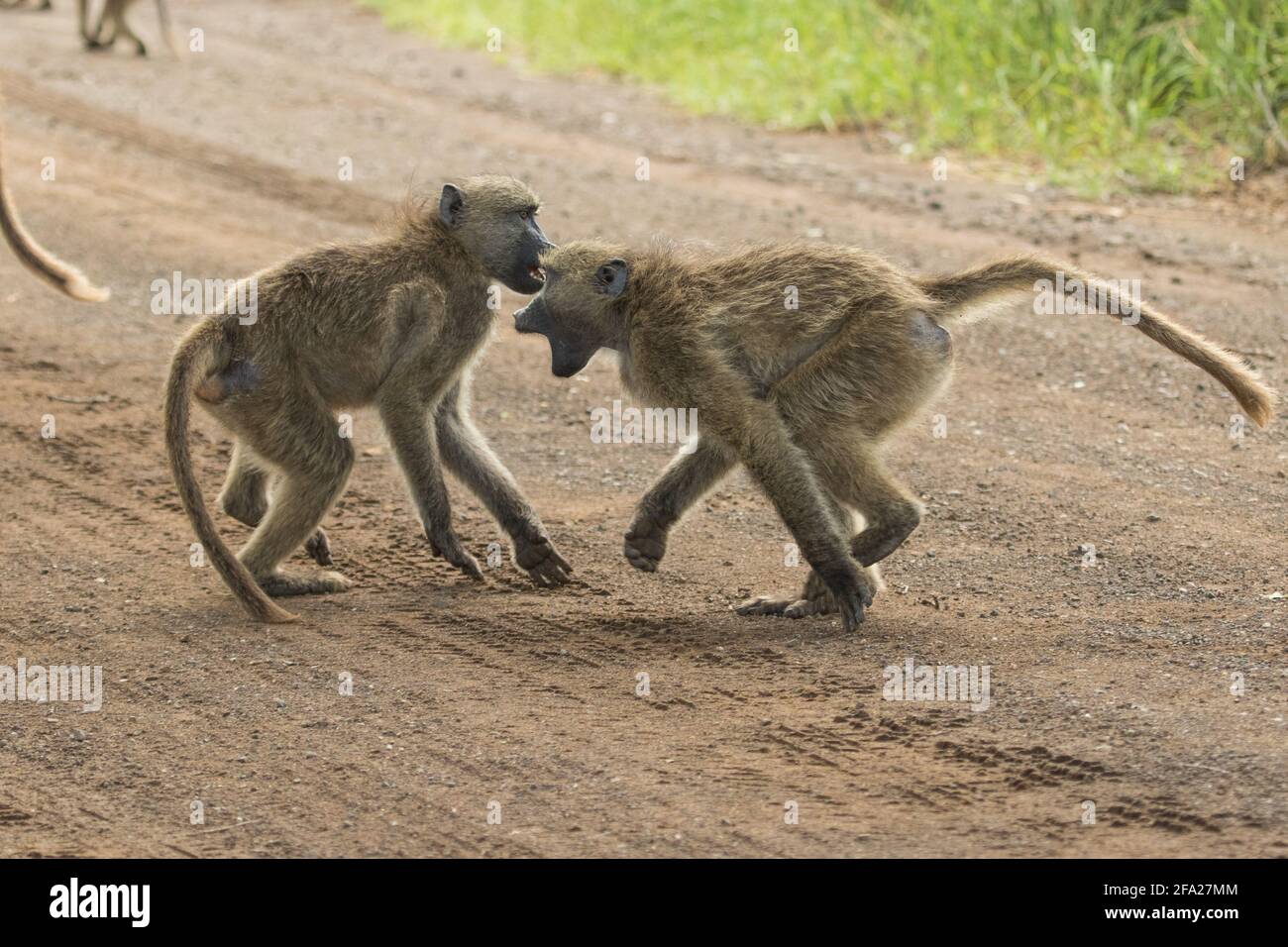 Deux jeunes babouins jouent dans le parc national Kruger. Banque D'Images