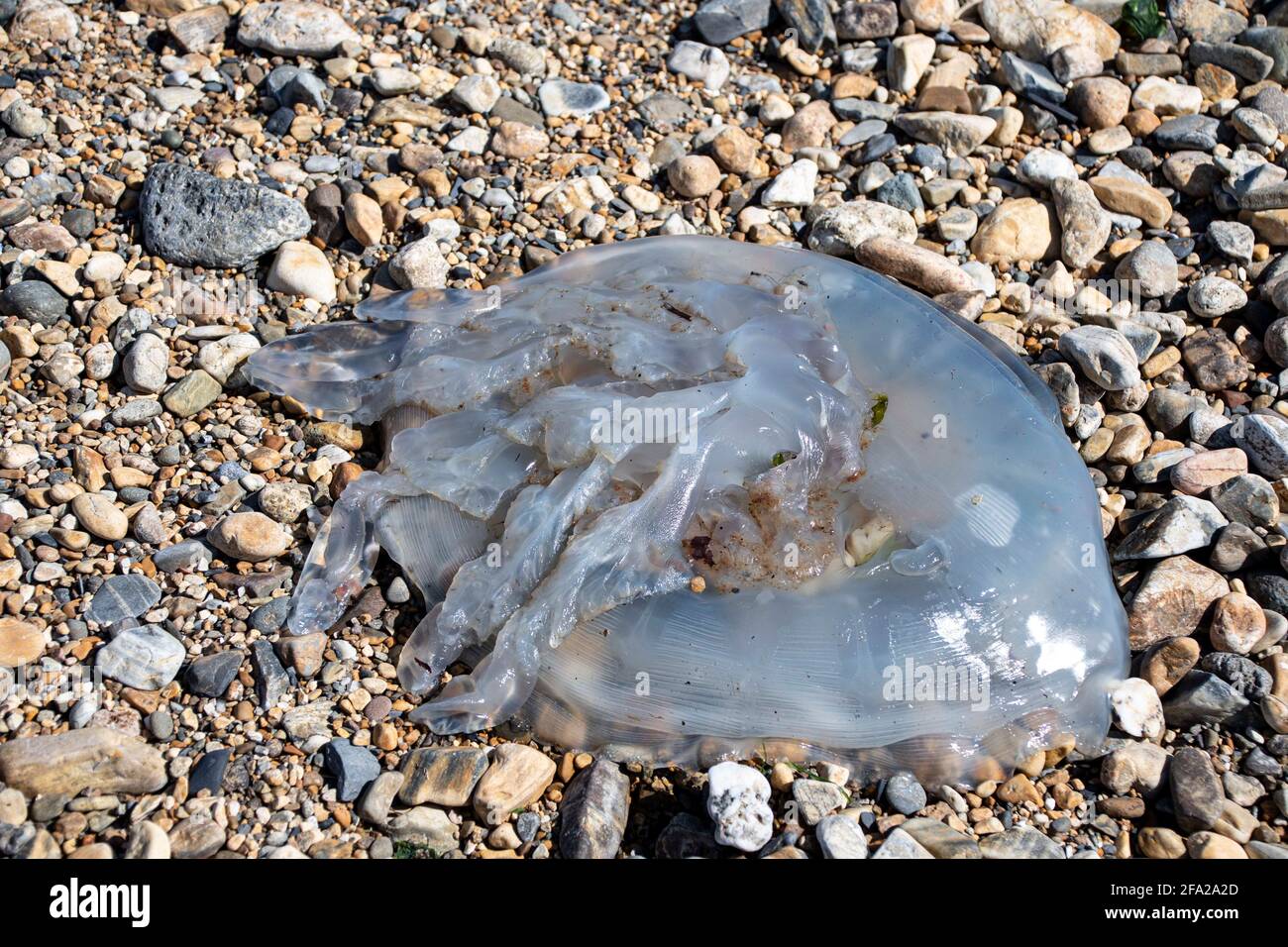 Fishguard, Pembrokeshire, Royaume-Uni. 22 avril 2021. Une triste vue de méduses lavées sur la plage le jour de la terre du monde crédit: Debra Angel/Alay Live News Banque D'Images