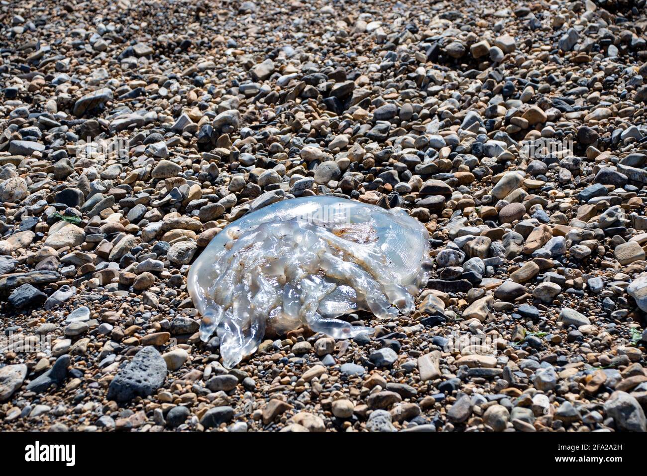Fishguard, Pembrokeshire, Royaume-Uni. 22 avril 2021. Une triste vue de méduses lavées sur la plage le jour de la terre du monde crédit: Debra Angel/Alay Live News Banque D'Images