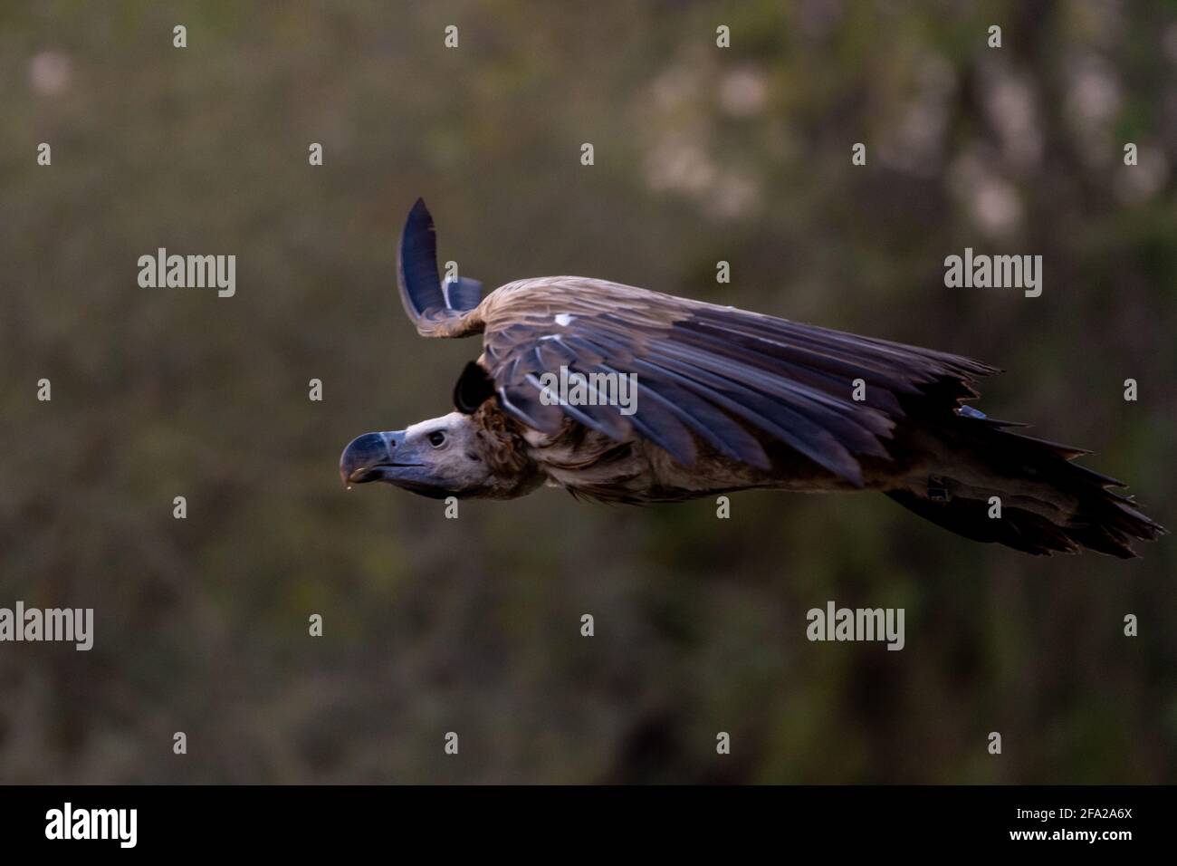 La vautour de griffon en vol (Gyps fulvus) qui s'envolent à travers les arbres. Les charognards en Afrique et au Moyen-Orient. Banque D'Images