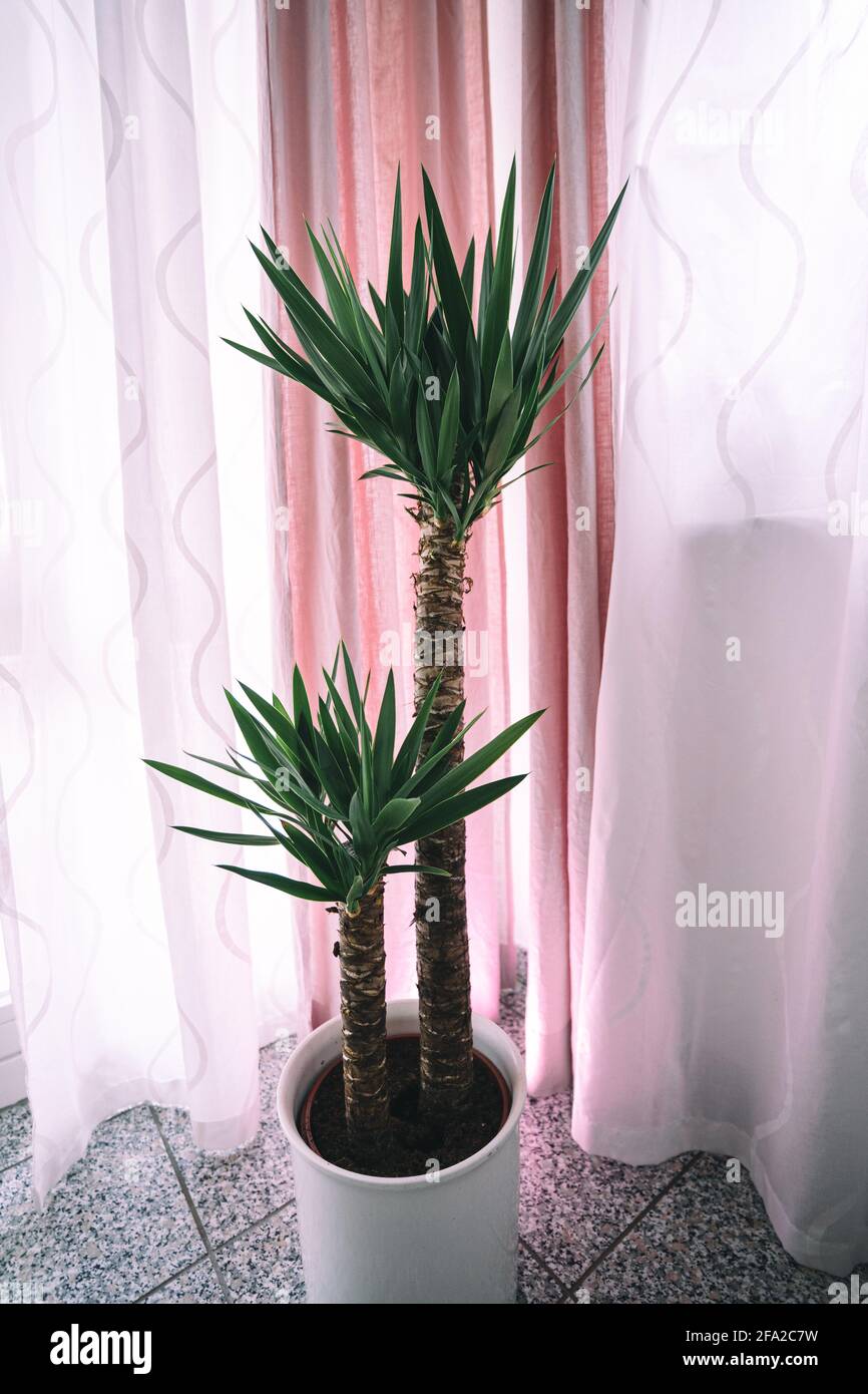 Un palmier yucca se dresse à l'intérieur devant un rideau rose. Des photos détaillées et de taille moyenne montrent les magnifiques feuilles vertes et le tronc de l'agave. Banque D'Images