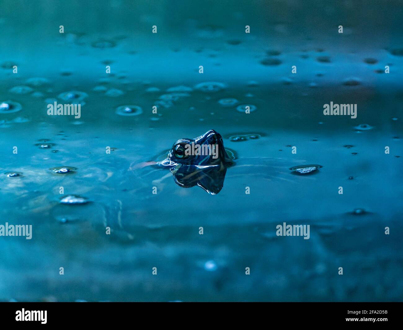 Tortue mouchetée rouge surmontée dans l'eau Banque D'Images