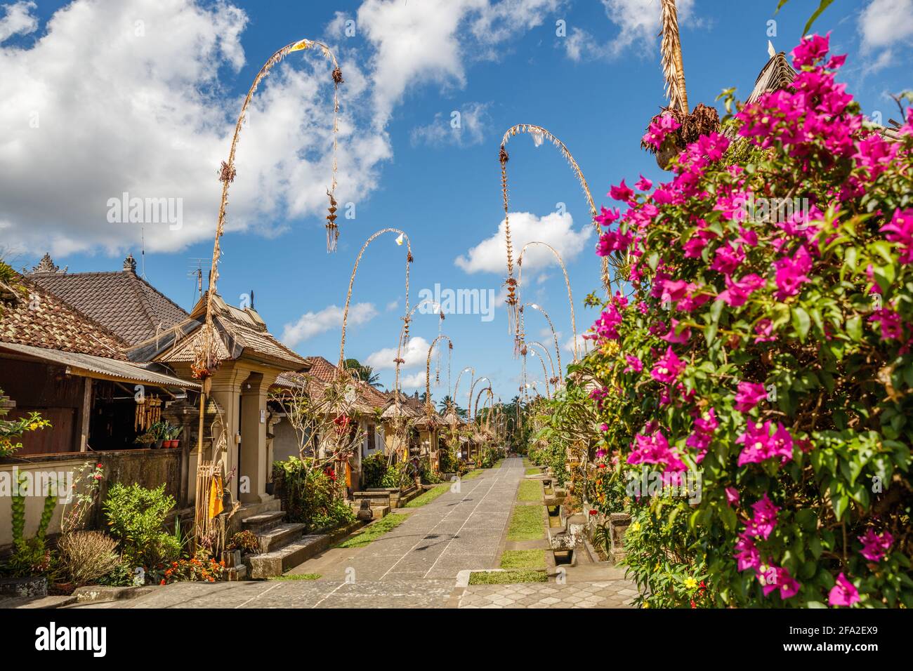 Bougainvilliers roses sur la rue principale de Penglipuran, village traditionnel de Bangli Regency, Bali, Indonésie. Banque D'Images